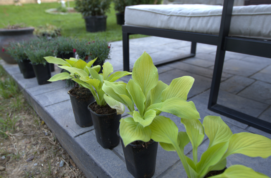 Potted hosta plants ready for installation on a modern patio, reflecting current garden design trends for outdoor living spaces.