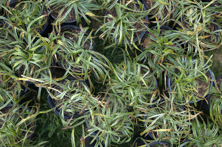 Potted variegated liriope plants, a popular choice in sustainable garden design trends for low-maintenance landscapes.