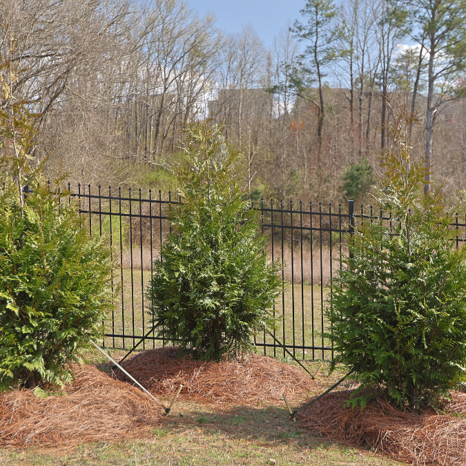 Newly planted evergreen trees next to a black fence, a popular solution in residential landscaping for creating natural privacy screens.